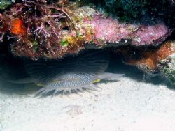 toad fish taken with Olympus 5050 inon d2000 strobe. by Steven Pahel 